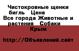 Чистокровные щенки бигль › Цена ­ 15 000 - Все города Животные и растения » Собаки   . Крым